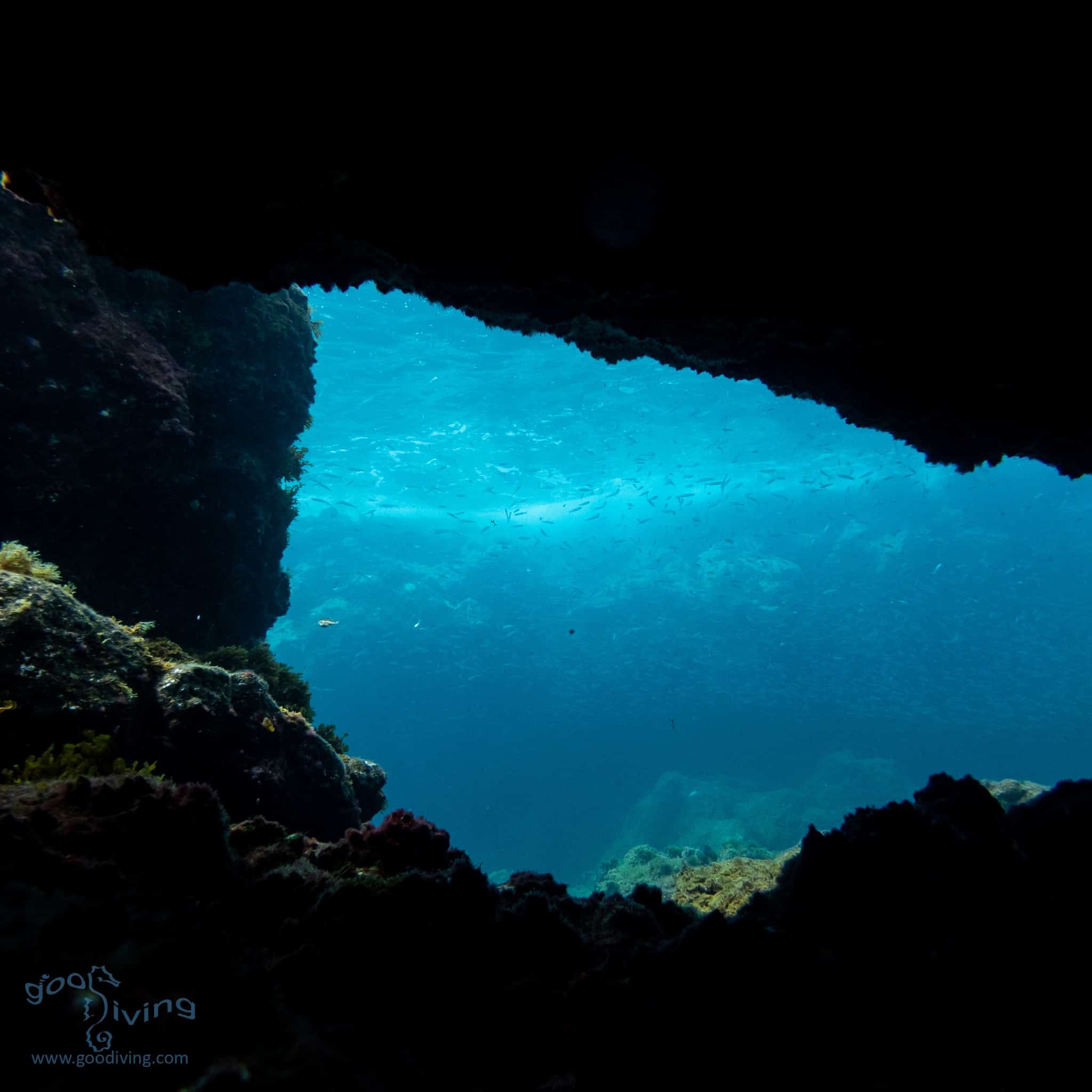 Scuba Diving at the best dive sites in Tenerife