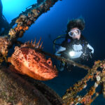 scorpin fish on a wreck