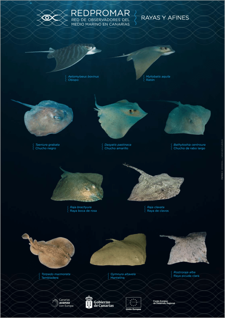 Poster of Stingray species living in the waters of the Canarian Islands by RedPROMAR