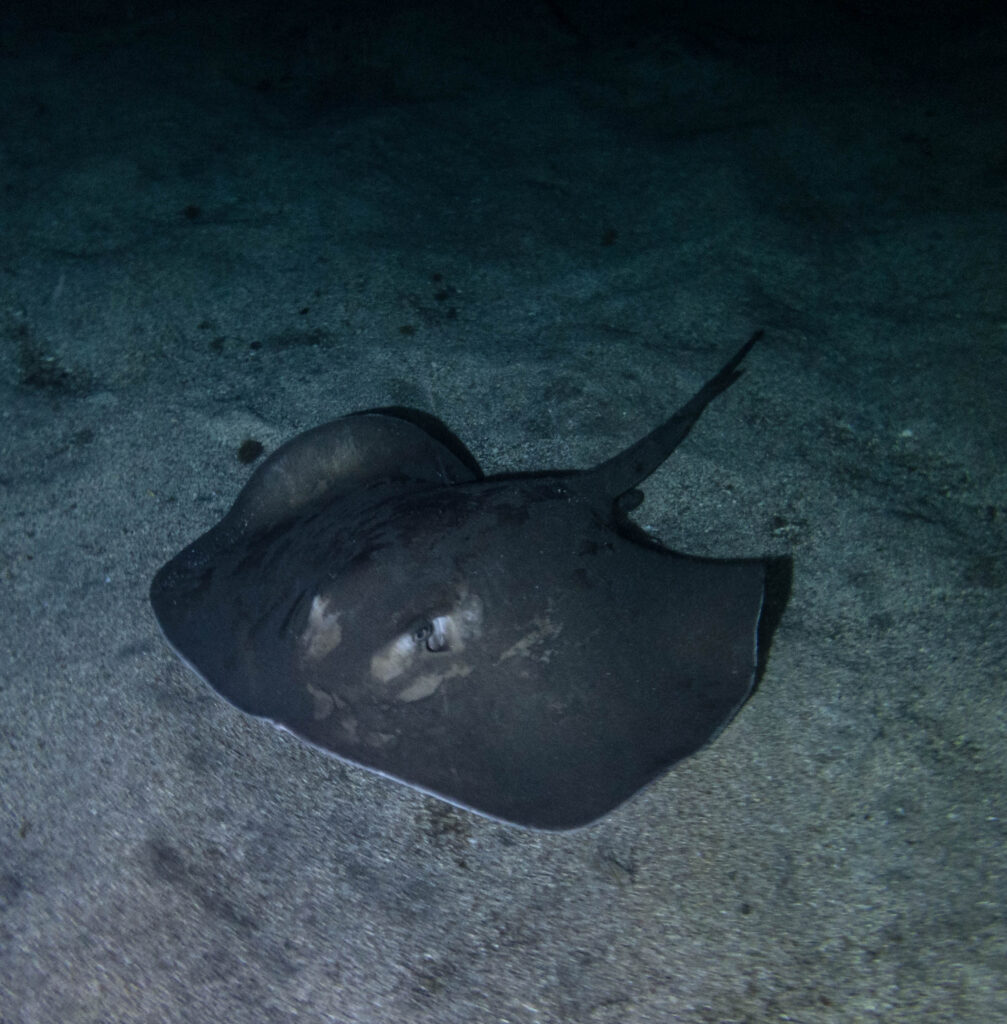 Night dive shot: Atlantic roughtail stingray at night (dive site: Marina San Miguel)