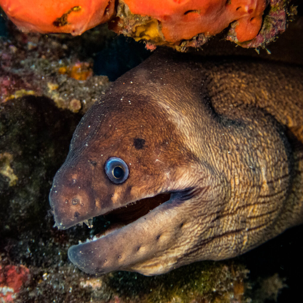 Brown moray 27.04.23 La Caleta-3