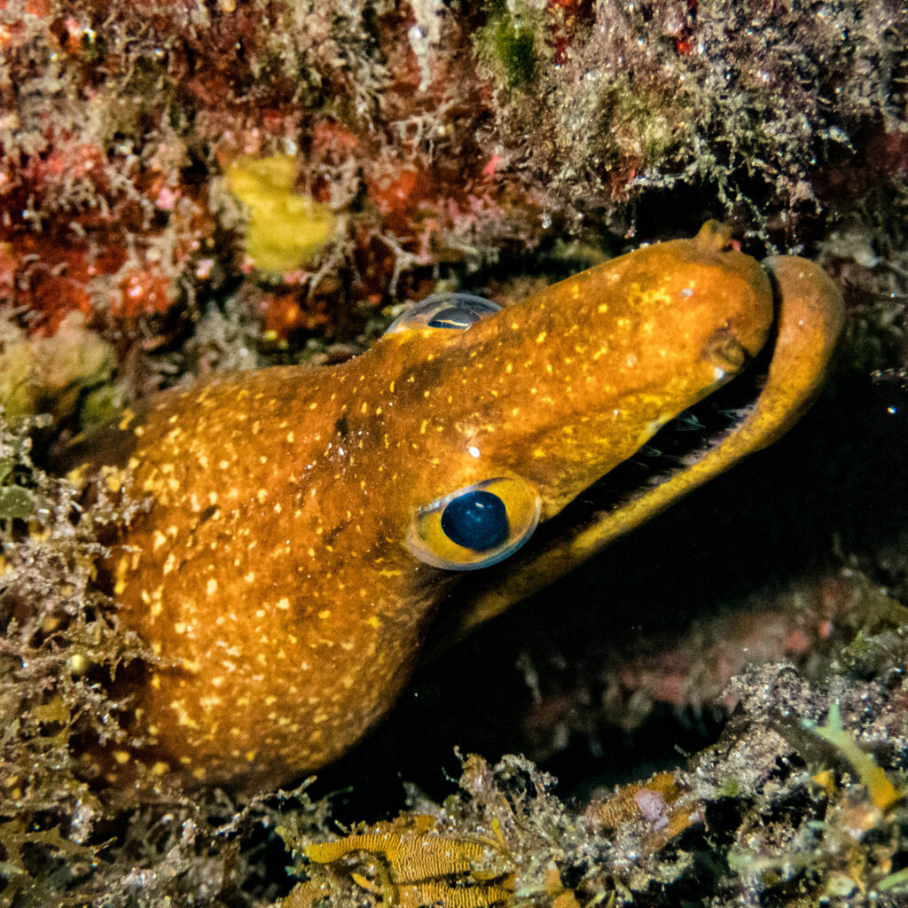 Fangtooth moray 27.04.23 La Caleta