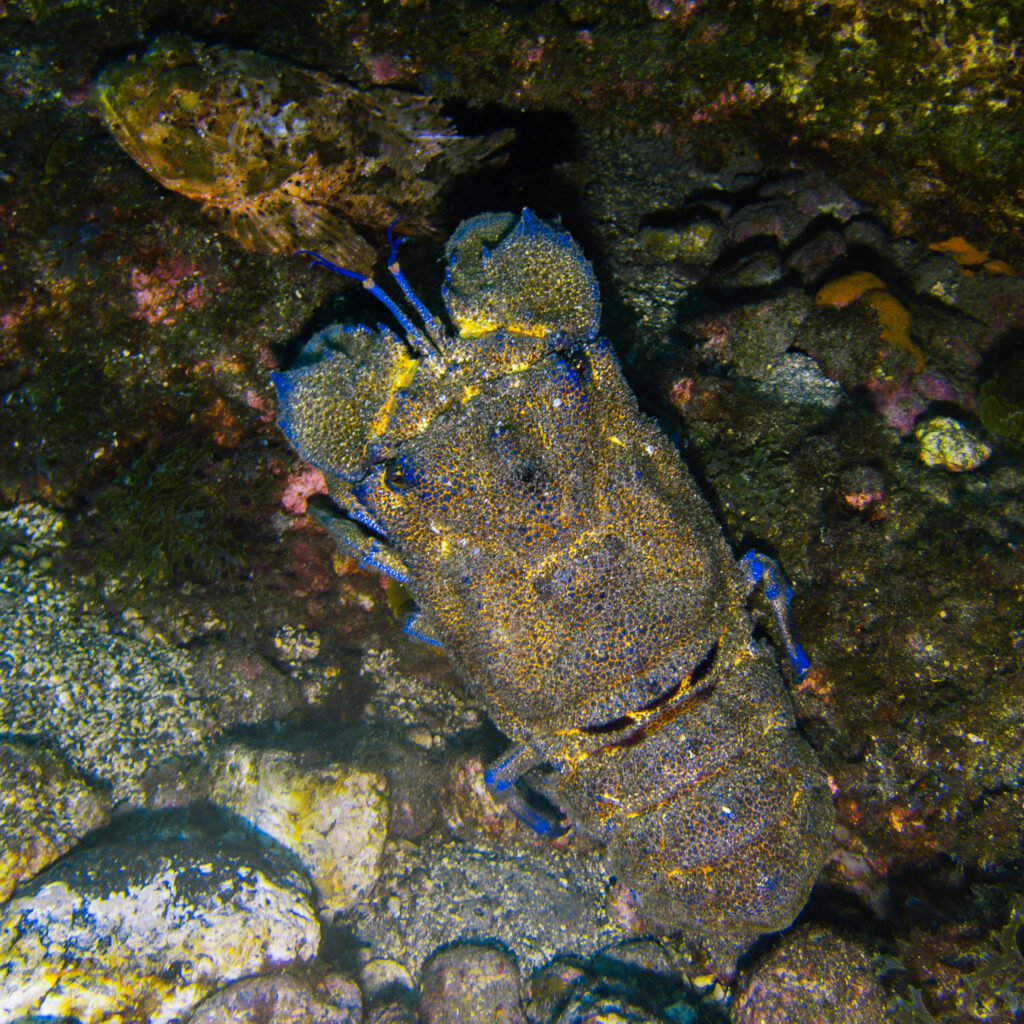 Slippery lobster and dragon fish in a cave (dive site: El Espigon)