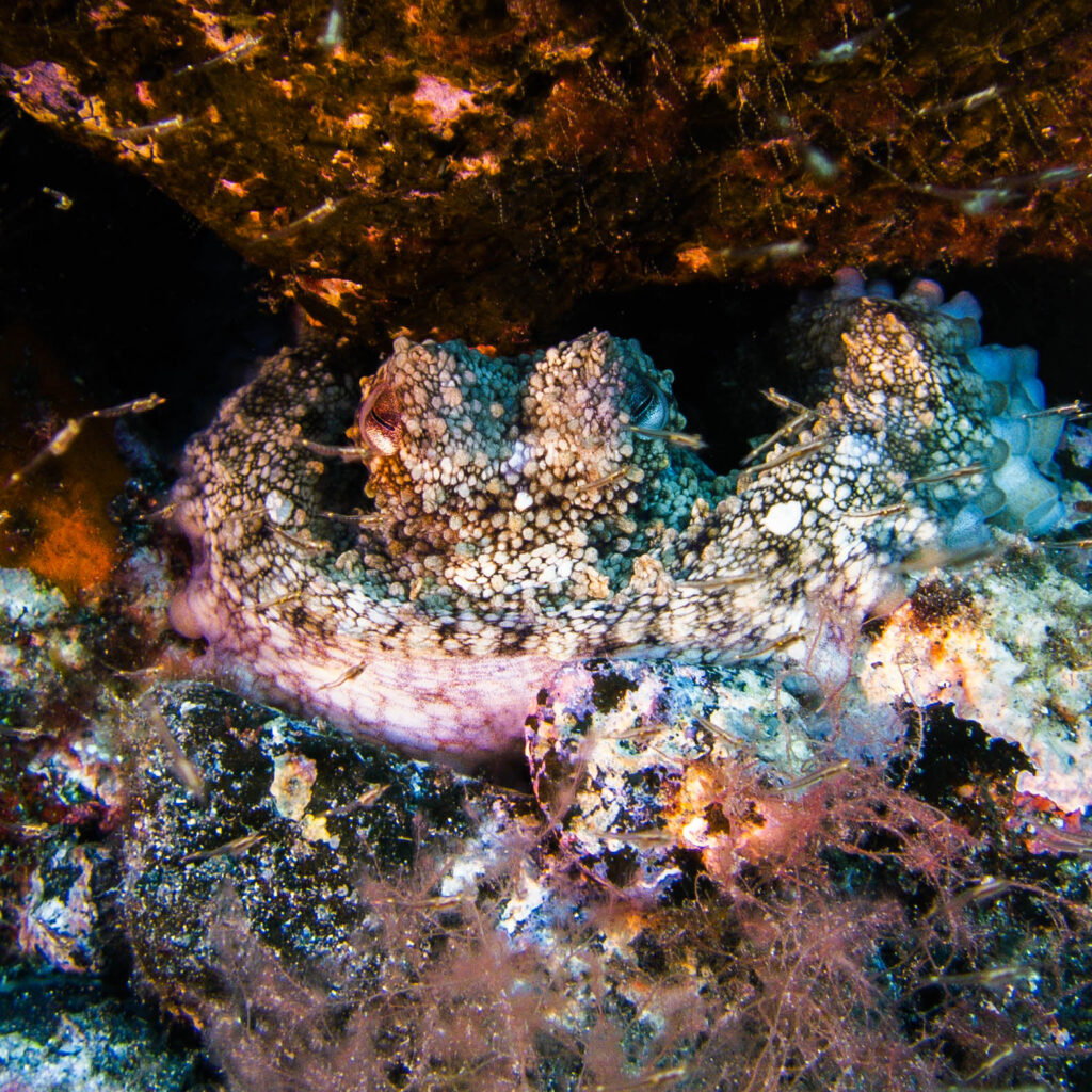 Spring in Tenerife's underwater worlds: Octopus in a cave surrounded by tiny shrimps (dive site: La Caleta)