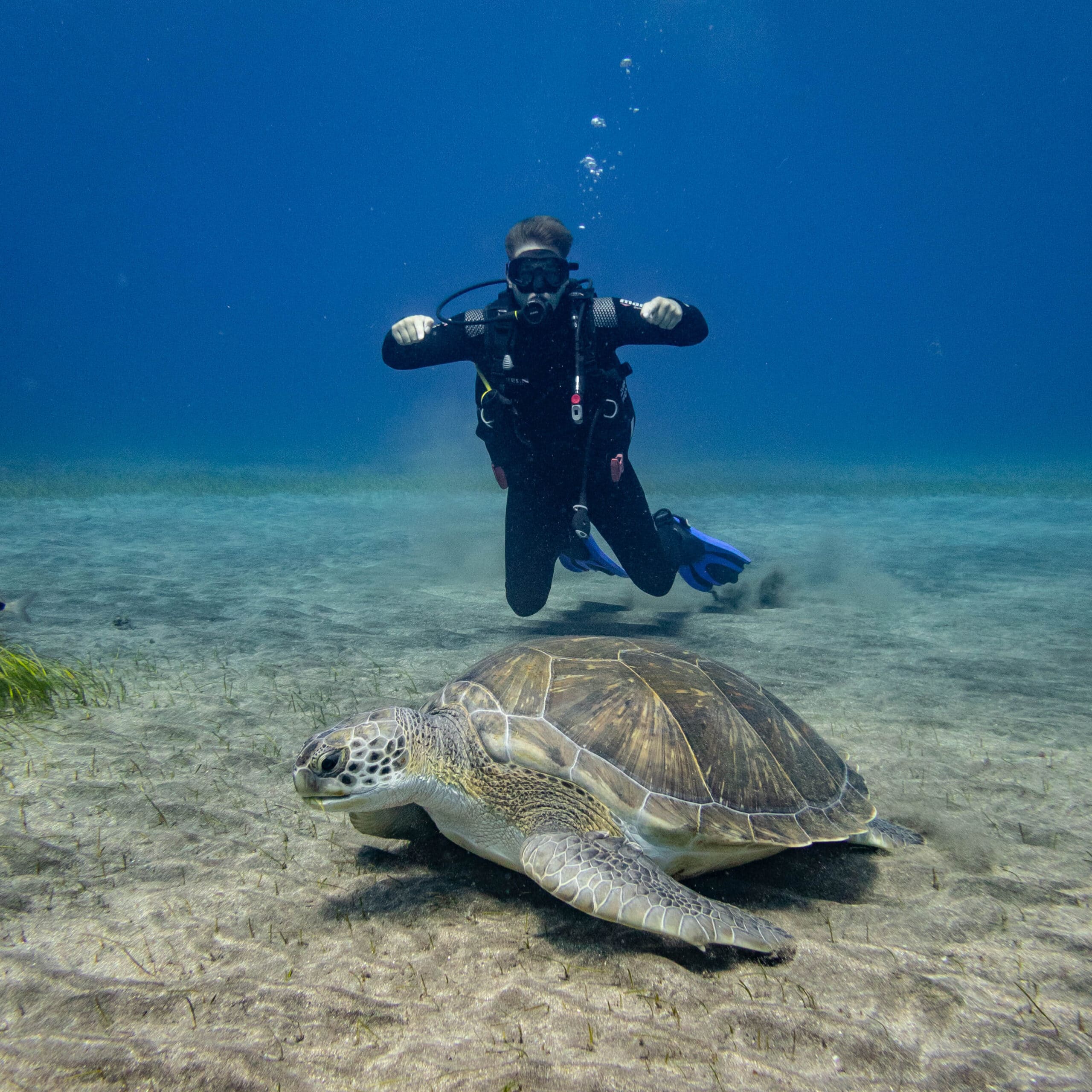Basic Diver on his first dive at the dive spot of Abades with local green sea turtle Eva