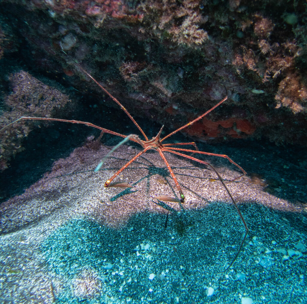 arrow crab 26.05.23 Marina